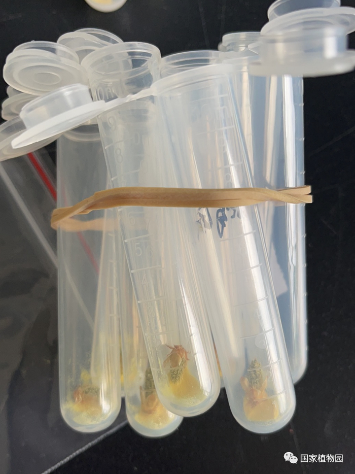 △华山松的雄球花