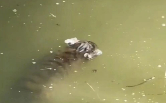 ▲幼虎漂浮在水面。  网传视频截图