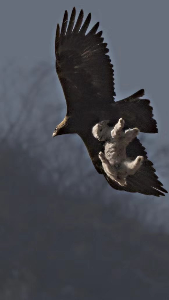 一只金雕捕食成功，抓住羊羔腾空跃起，尽显猛禽的威武风姿。段峥 摄