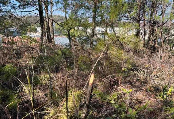 金鸡山上树木大多比较茂密，杂草丛生，即使已经有一些被踩踏出的小路，山路也依旧难行。齐鲁晚报 图