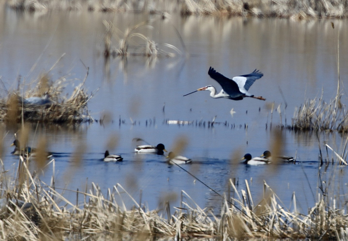2020年3月16日，北京延庆野鸭湖湿地自然保护区，一只苍鹭正在衔枝搭巢。  新京报记者 浦峰 摄