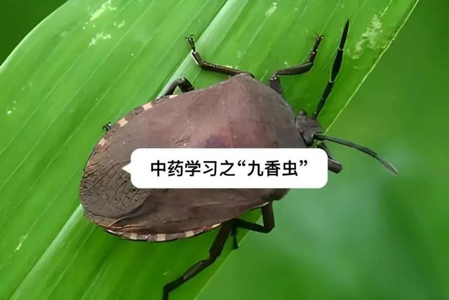 “打屁虫”炒熟之后就是“九香虫”，可用于胃寒胀痛、肾阳不足