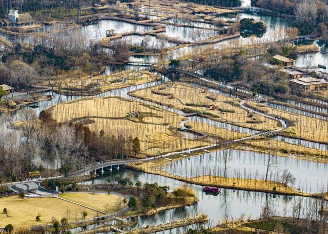 2023年2月2日,麋鹿群在江苏省泰州市姜堰区溱湖国家湿地公园内活动.