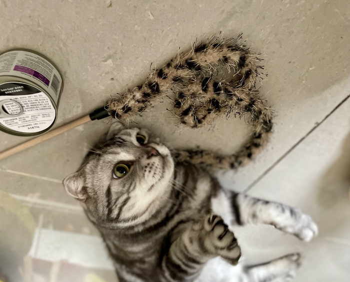 宠物玩具、零食都是宠物主高频复购的产品。新京报贝壳财经记者 程子姣 摄