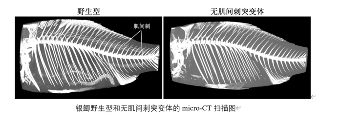 CT显示，无肌间刺银鲫突变体横向斜长的肌间刺几乎消失了。