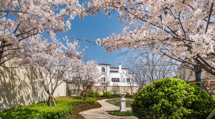 鲁信半岛美庐春日盛放的樱花