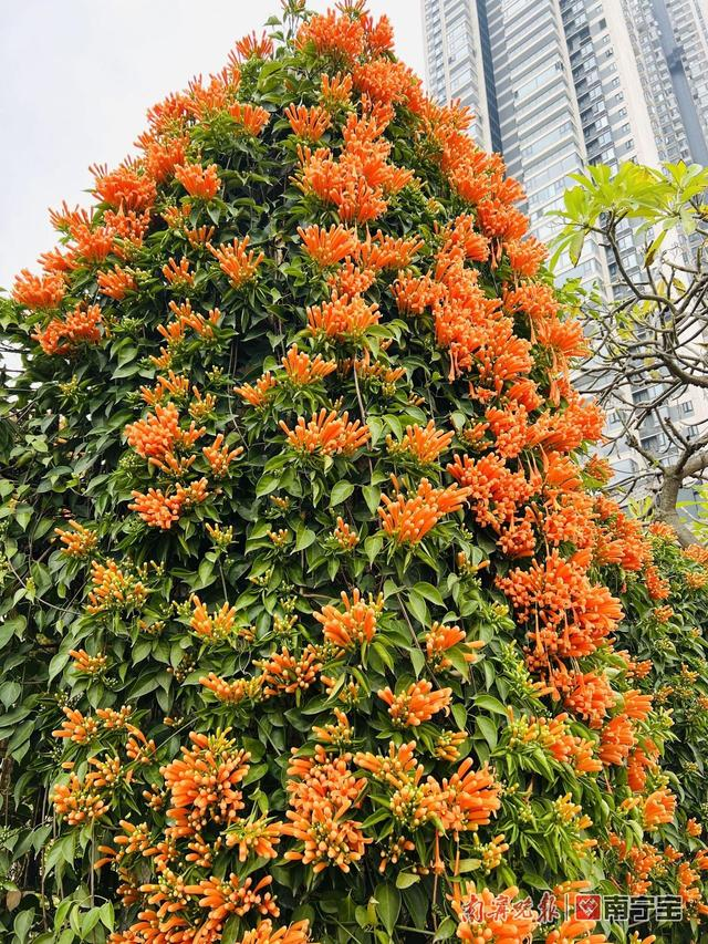 江北大道的炮仗花开了