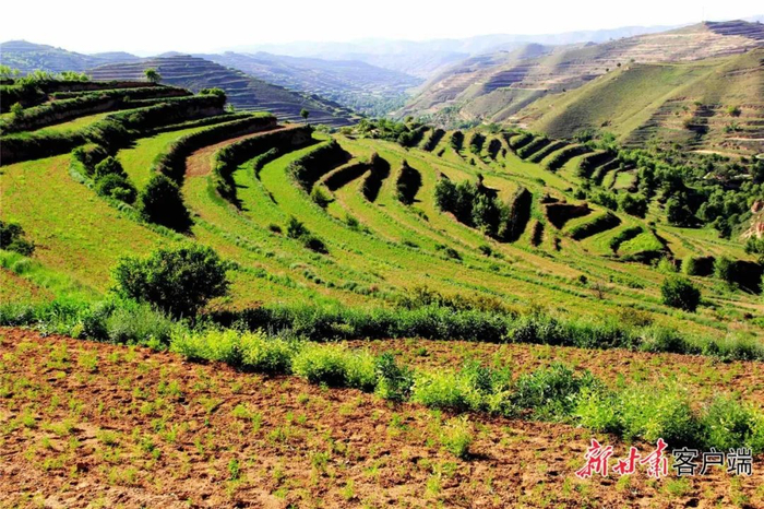 奇正公司打造的规范化种植示范基地。