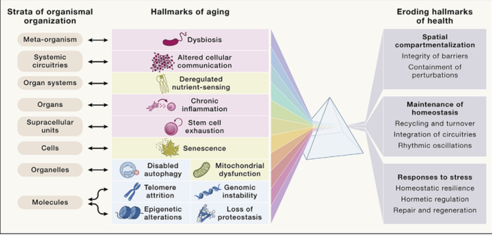 Cell重磅综述:衰老的十二大特征(3万字全景解读)|微生物_新浪新闻