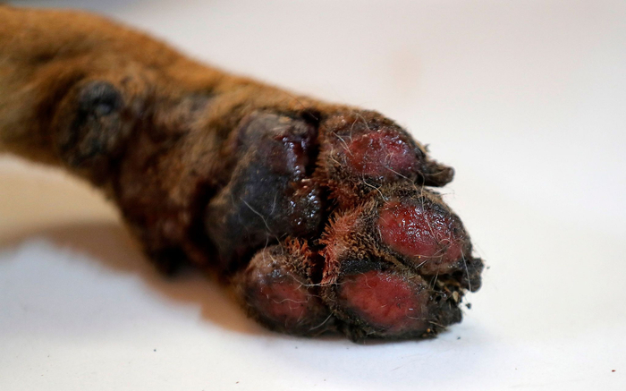 当地时间2023年2月5日，智利康塞普西翁，Santa Juana的一个临时动物医疗中心，医生在处理被烧伤的狗爪。