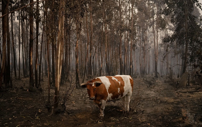 当地时间2023年2月5日，在智利圣胡安娜，一头牛走在被烧毁的树林中。