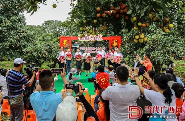 钦州灵山以荔为媒、以节会友，喜迎八方宾客。唐世海 摄