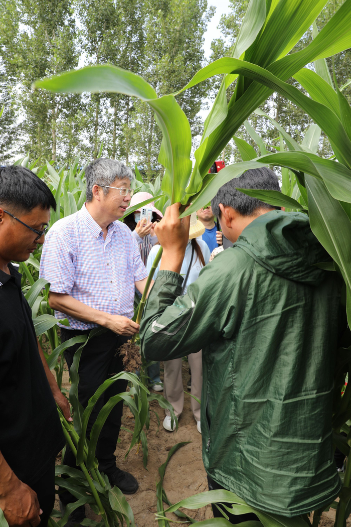 李少昆研究员向种植大户讲解玉米密植滴灌高产技术。中国农科院供图