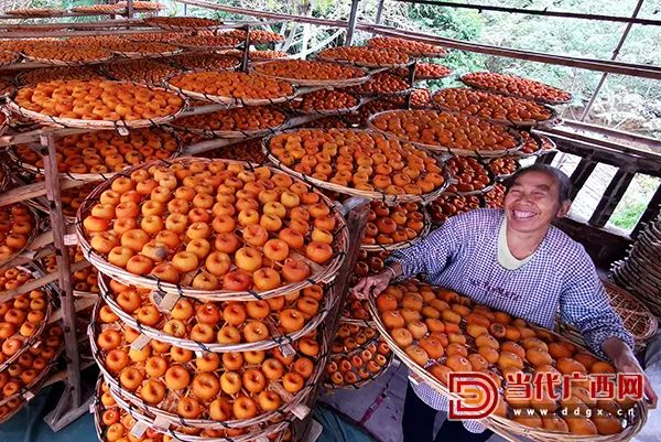 每当恭城月柿节来临之时，“中国月柿之乡”恭城红岩新村一派热闹景象。果农赶制柿饼，房前屋后甚是壮观。梁辉 摄