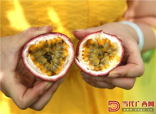 贵港市港南区新塘镇东和村合胜百香果种植基地的百香果果粒饱满。张庆杰 摄