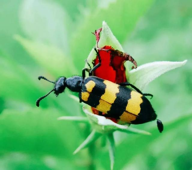 这种液体内含有具有毒性的「斑蝥素』(皮肤沾到后会红肿起泡),「斑蝥