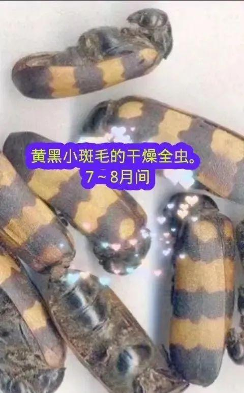 斑蝥,大毒,却是咱老百姓治疗牛皮癣,顽癣的特效yao