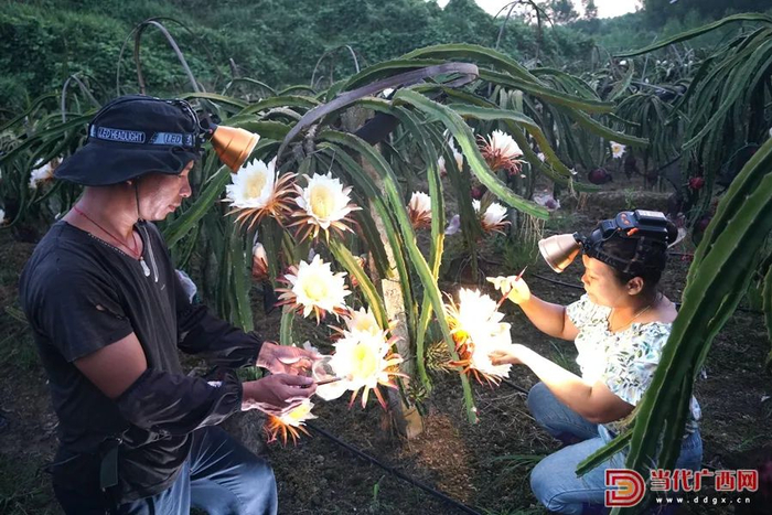 果农在柳州市融水苗族自治县融水镇三合村黎邓屯的火龙果基地点花。黄诚 龙涛 摄