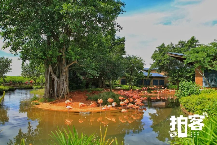 海南红树湾湿地公园。新海南客户端、南海网客户端拍客专栏摄影师 纪巧珠 摄