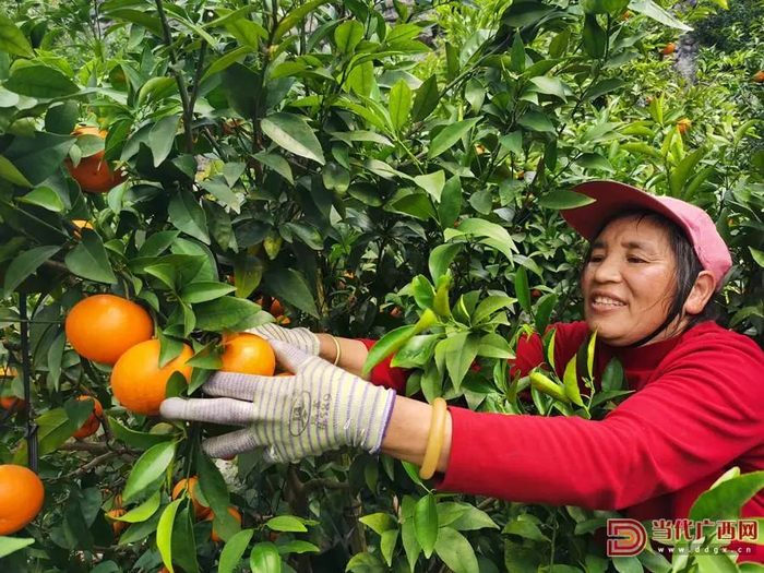 果农采摘成熟的沃柑。叶文杰 朱宁 供图