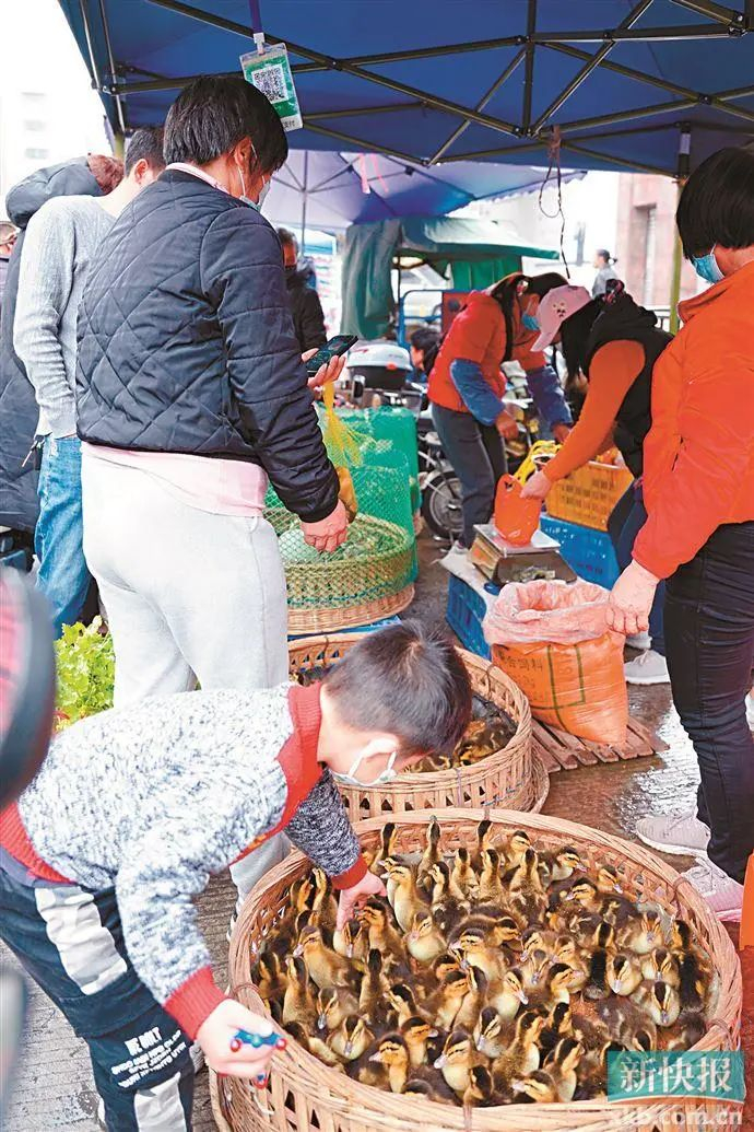 ■小朋友被成群小鸭子吸引。