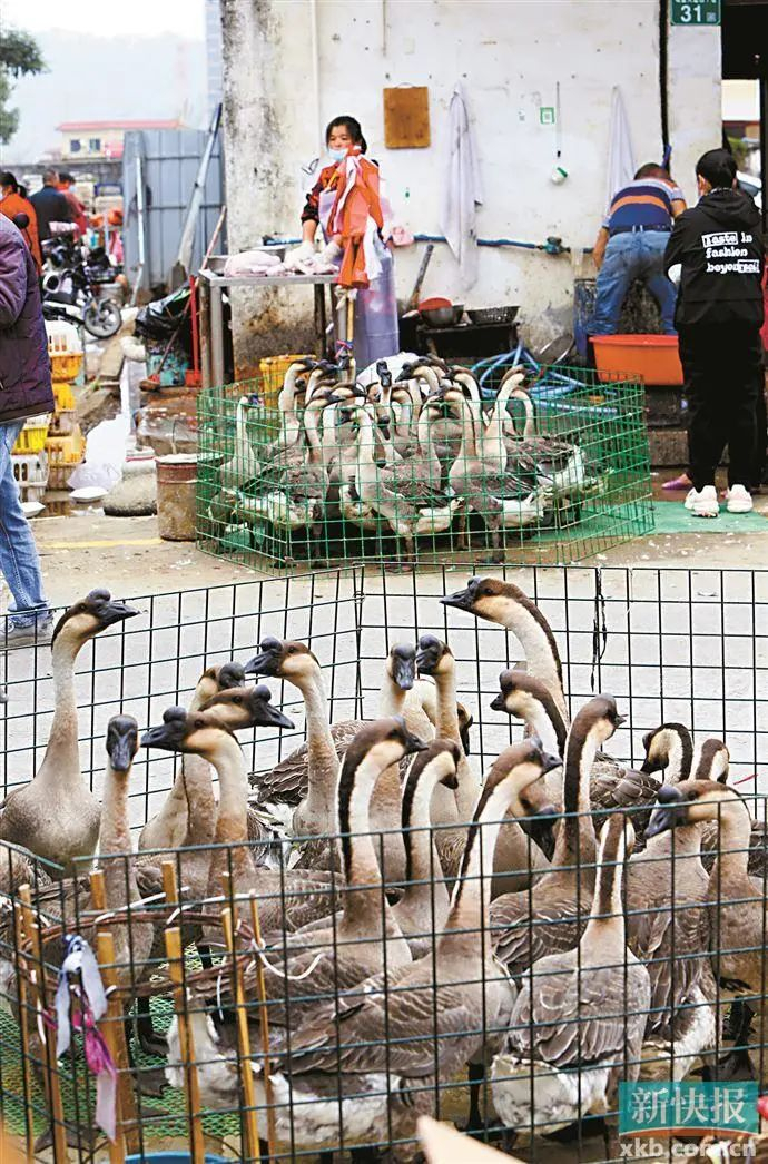 ■从化鳌头墟的鸡鸭鹅摊档非常热闹。