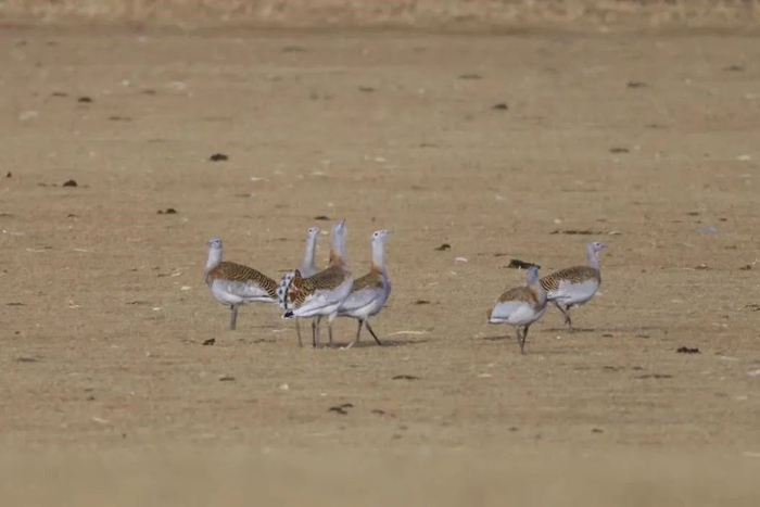 国家一级保护动物大鸨现身科右中旗蒙格罕山自然保护区内。张金林摄