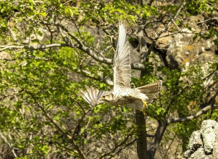 猎隼。张金林摄