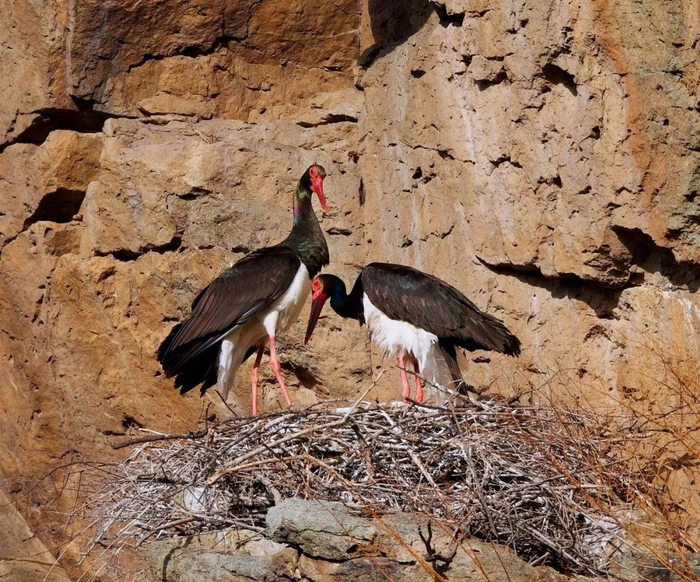 黑鹳。张金林 摄