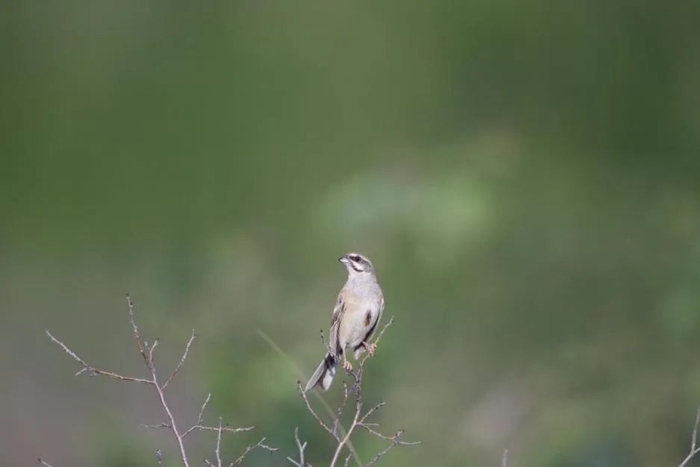 栗斑腹鹀。张金林摄