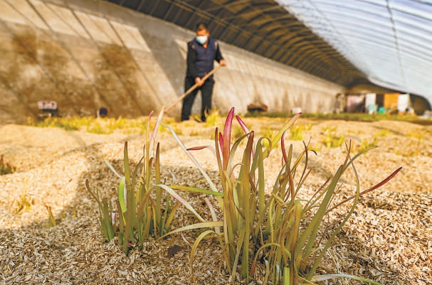 曾经的皇家贡品“五色韭”在京郊恢复种植。窦伟摄