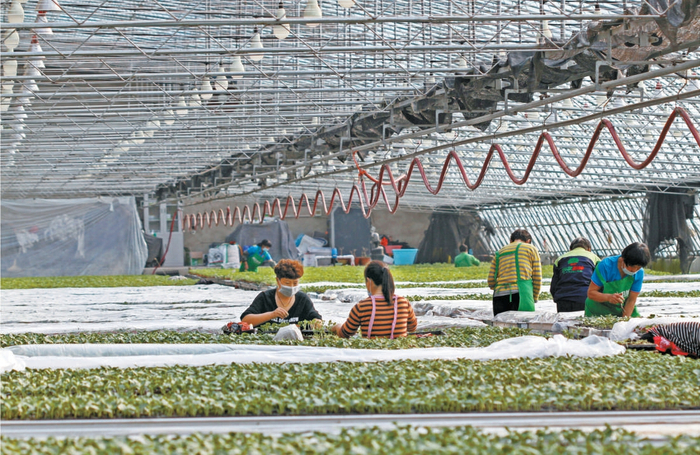 育苗日光温室配备了补光灯、苗床、遮阳设备等，大大提高了效率。北京日报客户端记者 王海欣摄