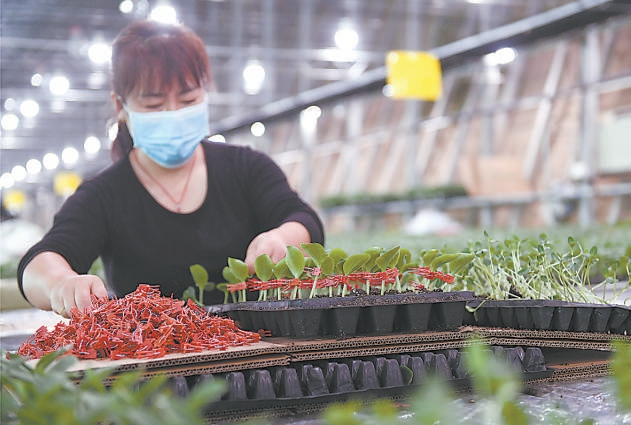 标准化西瓜育苗，提高了果品品质。北京日报客户端记者 王海欣摄