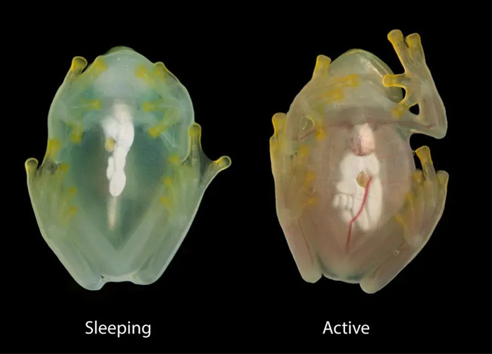 （来源：Science）