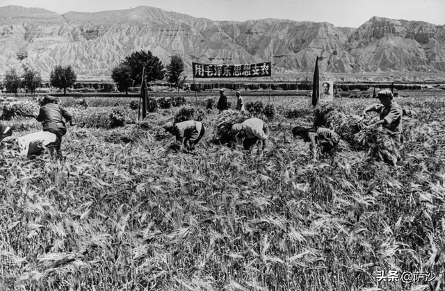 为何五六十年代粮食产量很低?1964年2月10日开展农业学大寨运动
