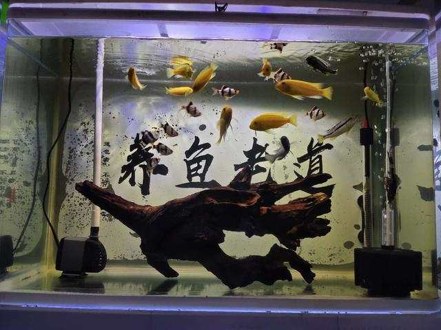 观赏鱼弓背虽然未必是内寄,但是只要出现了,几乎无药可救|鱼|孔雀鱼|龙鱼|观赏鱼|老道|养鱼|尾巴|斑马|胎生|打斗|弓形_新浪新闻