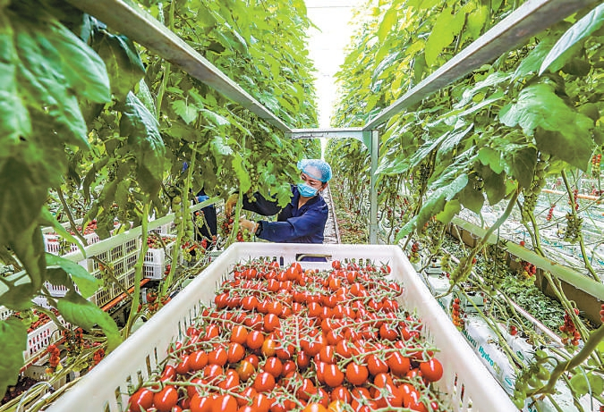 百亩连栋温室内正在进行番茄采摘。北京日报客户端记者 武亦彬摄