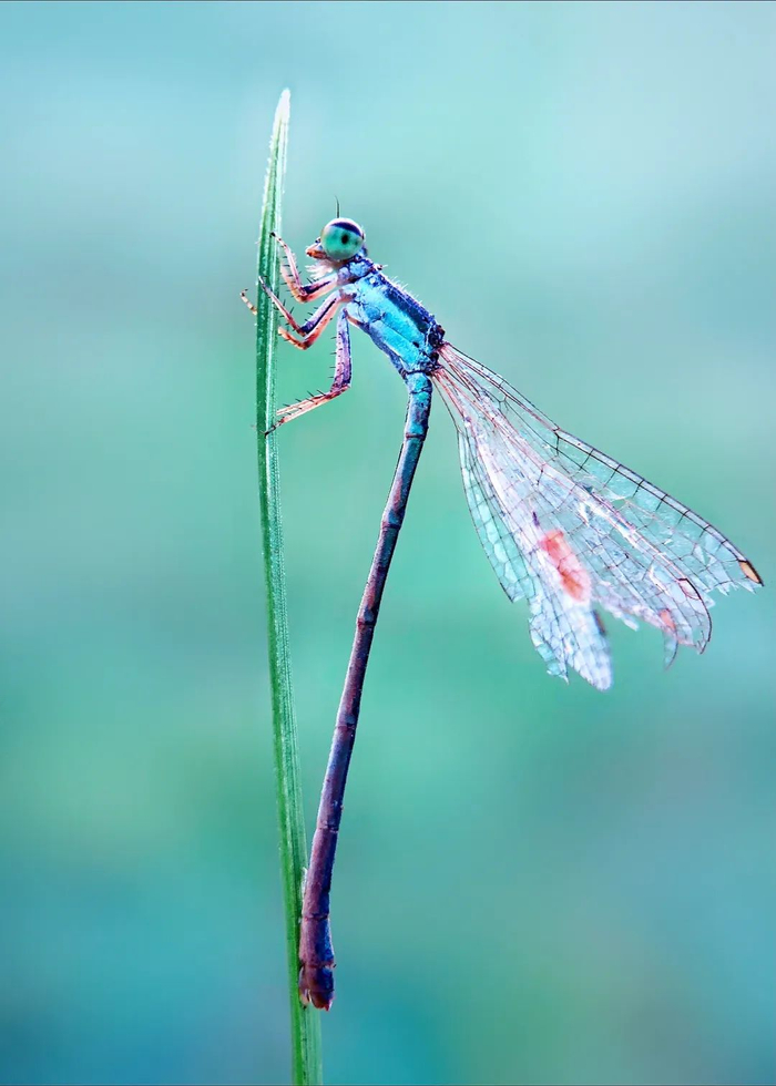 奇妙精灵怎么样他用手机拍出了大自然奇妙的精灵世界!_新闻资讯_第15张_活检穿刺产品网 奇妙精灵怎么样他用手机拍出了大自然奇妙的精灵世界!_https://www.jmylbn.com_新闻资讯_第15张