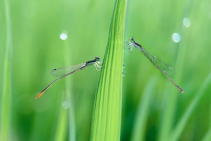奇妙精灵怎么样他用手机拍出了大自然奇妙的精灵世界!_新闻资讯_第11张_活检穿刺产品网 奇妙精灵怎么样他用手机拍出了大自然奇妙的精灵世界!_https://www.jmylbn.com_新闻资讯_第11张