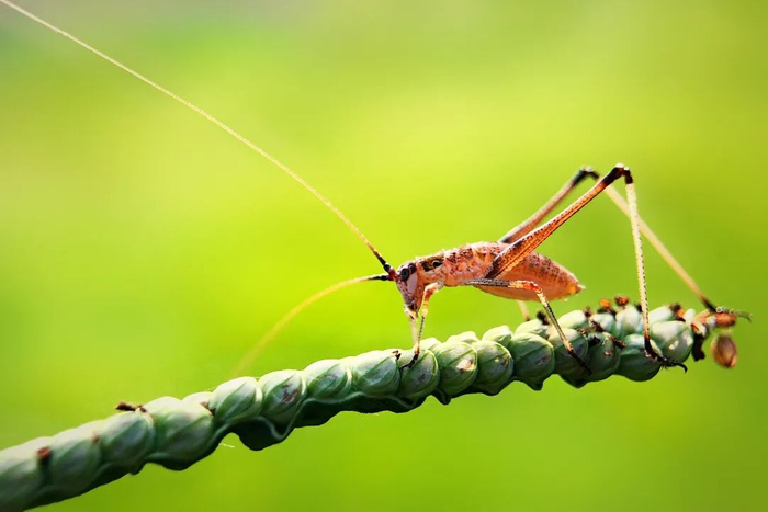 奇妙精灵怎么样他用手机拍出了大自然奇妙的精灵世界!_新闻资讯_第10张_活检穿刺产品网 奇妙精灵怎么样他用手机拍出了大自然奇妙的精灵世界!_https://www.jmylbn.com_新闻资讯_第10张