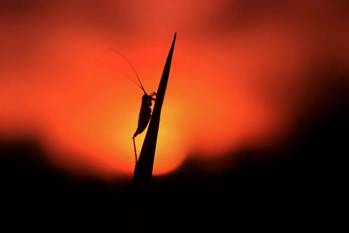 奇妙精灵怎么样他用手机拍出了大自然奇妙的精灵世界!_新闻资讯_第18张_活检穿刺产品网 奇妙精灵怎么样他用手机拍出了大自然奇妙的精灵世界!_https://www.jmylbn.com_新闻资讯_第18张