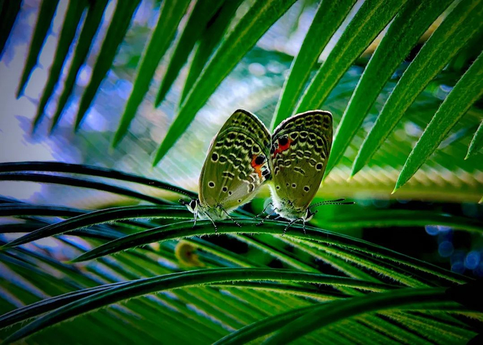 奇妙精灵怎么样他用手机拍出了大自然奇妙的精灵世界!_新闻资讯_第3张_活检穿刺产品网 奇妙精灵怎么样他用手机拍出了大自然奇妙的精灵世界!_https://www.jmylbn.com_新闻资讯_第3张