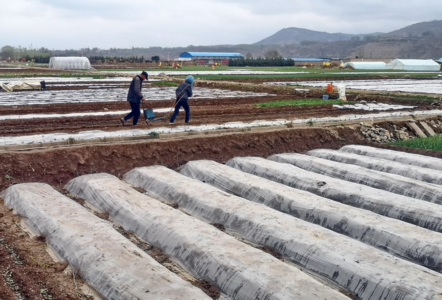 我国一些省份特别是干旱半干旱地区农业使用地膜的量较大。摄影/章轲