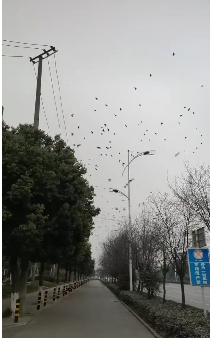 蔡女士的视频截图。图片来源：红星新闻