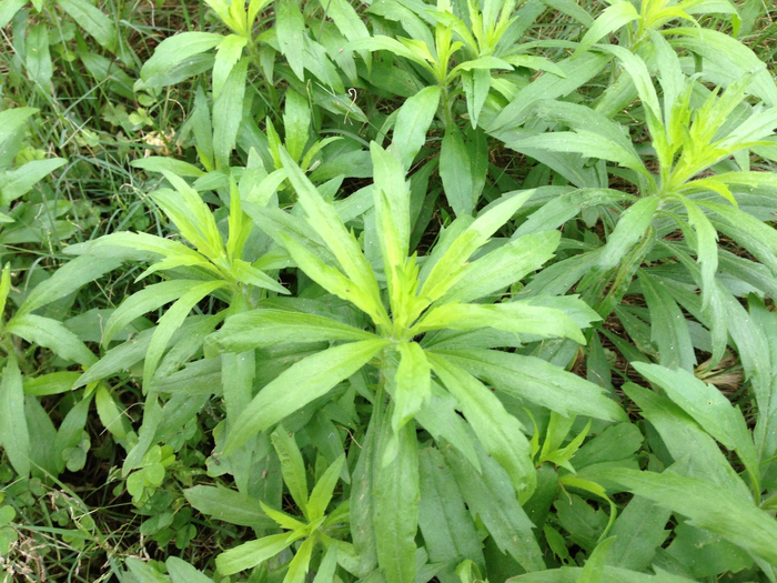 田埂上发现一棵小蓬草,人称“ 小蓬草”,晒干后卖到十几元一斤|植物|农村|朋友|叶子|飞蓬_新浪新闻