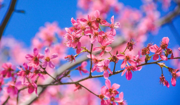 亚艺公园樱花盛放。容铸华/摄