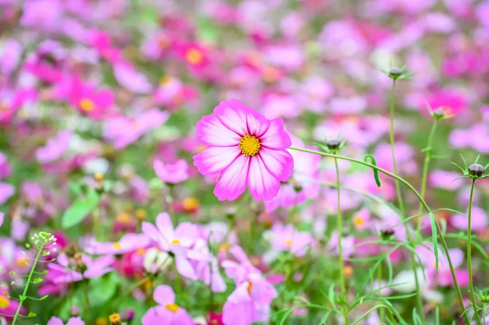 白坭七彩花田繁花盛开。图/白坭发布