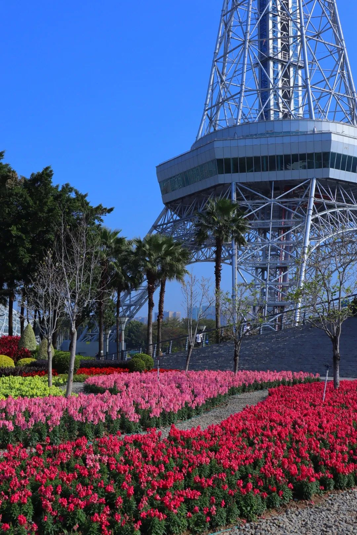 禅城文华公园金鱼草花海盛放。周秉虹摄