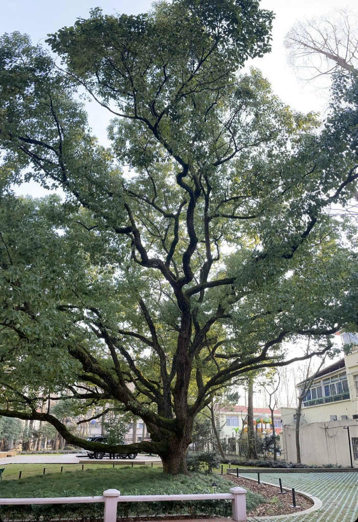 最后献上活动当天比大切诺基更让人震撼的百年老树，藏于永福路52号，在隔壁大酉找一个靠窗的位置点一杯咖啡即可慢慢欣赏。