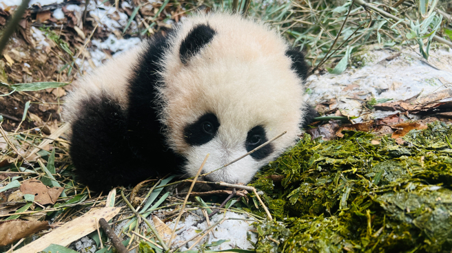 竹林雪地里的大熊猫幼崽尚不会爬行。何夷栋摄